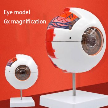 WZ-Y008 Human eyeball simulation model, 6x magnification, teaching instrument